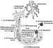 Abb. 1: Villösen Trophoblasten - Differenzierung