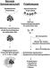 Abb. 2: Trophoblast