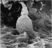 Abb. 4: Spermatozoon - Zona pellucida