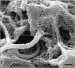 Abb. 8: Spermatozoon - Zona pellucida
