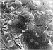 Aktuelles Bild - Abb. 11: Zona pellucida - Enzymatische Lyse
