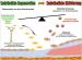Abb. 2: Endotheliale Aktivierung