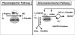 Abb. 2: NO-Produktion