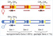 Abb. 2: Reprogrammierte - geprägte Gene