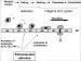 Abb. 1: Adhesion Molecules