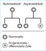 Abb. 1: Stammzellen