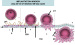 Abb. 1: Implantation window