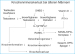 Abb. 2: Testosteron - Vitamin D