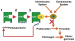 Abb. 1: Pentasaccharide
