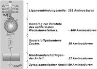 Abbildung 2: LDL-Rezeptor