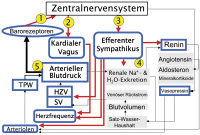Abbildung 1: Blutdruckregulation