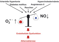 Abbildung 2: Endotheliale Dysfunktion