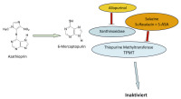 Abbildung 3: Allopurinol - Sulfasalazin