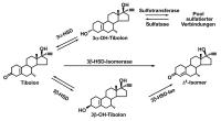 Abbildung 1: Tibolon - Metabolismus