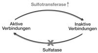 Abbildung 4: Sulfatase - Sulfotransferase
