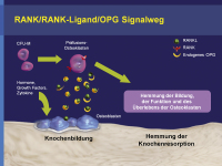 Abbildung 1: RANK - RANKL - OPG
