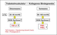 Abbildung 6: Trabekelmuskulatur - Kollagenes Bindegewebe