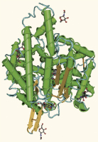 Abbildung 2: Angiotensin-Converting-Enzym