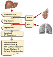 Abbildung 3: Renin-Angiotensin-Kaskade
