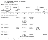 Abbildung 1: HBV-Polymerase