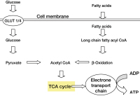 Figure 3: Myocardial Metabolism