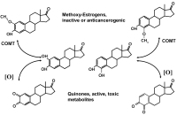 Abbildung 2: Estradiol metabolism
