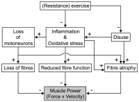 Abbildung 1: Sarcopenia