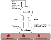 Abbildung 1: Interaktion von Thrombozyten und Monozyten