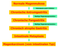 Abbildung 1: Pathogenese Magenkarzinom