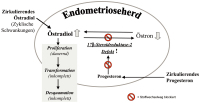 Abbildung 3: Östrogenstoffwechsel