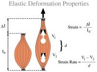 Figure 4: Athlet - Elasitizität - Deformation