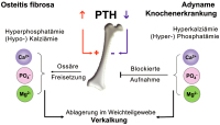 Abbildung 3: Knochen