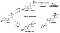 Abbildung 1: Tibolon - Metabolismus