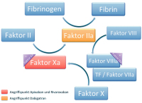 Abbildung 1: Neue Antithrombotika