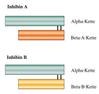 Abbildung 1: Inhibin A - Inhibin B 