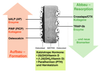 Abbildung 1: Knochenbiomarker