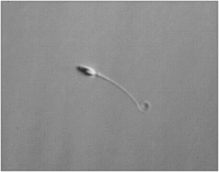Abbildung 1: Sperm viability