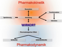 Abbildung 2: Pharmakokinetik - Pharmakodynamik  