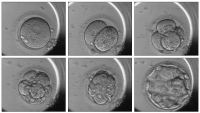 Abbildung 2: Series of time-lapse images