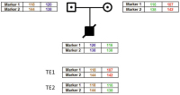 Abbildung 5: PGD for Spinal Muscular Atrophy, SMA