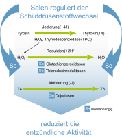 Abbildung 1: Selen