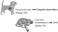 Figure 2: Herzinsuffizienz - Entstehung