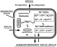 Figure 4: Herzzellen - Magnesiumefflux