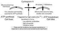 Figure 1: Mitochondrien - Permeabilität