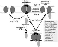 Figure 3: Mitochondrien - Permeabilität