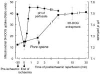 Figure 4: Mitochondrien - Permeabilität