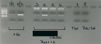 Abbildung 4: CMV-PCR-Banden
