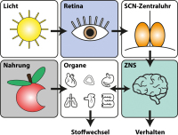 Abbildung 2: Zirkadianes System