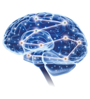 Abbildung 1: Brain. ©Novartis Pharma GmbH