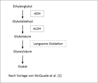 Abbildung 4: Metabolismus